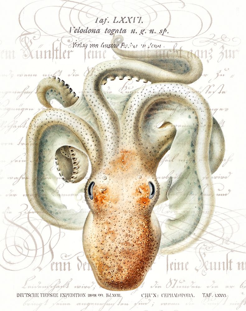Octopus II art print by Steve Hunziker for $57.95 CAD