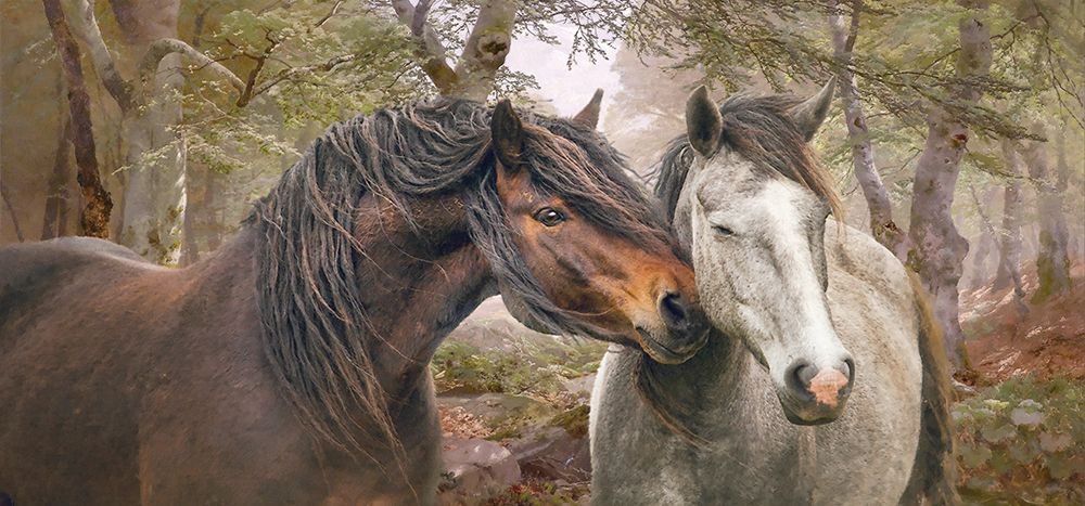 Forest Fraternisers art print by Steve Hunziker for $57.95 CAD