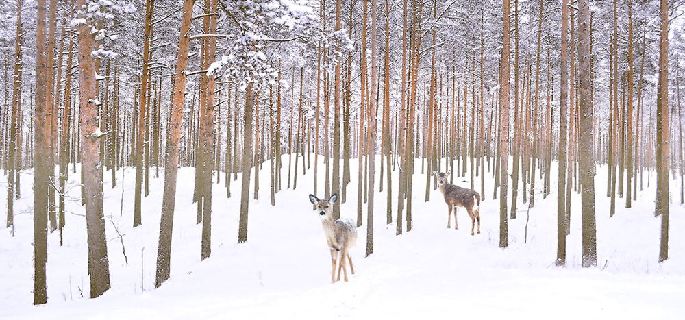 Wintry Partners art print by Steve Hunziker for $57.95 CAD