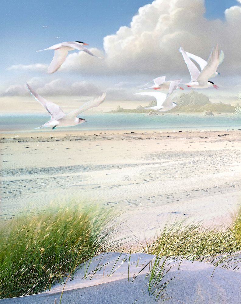 Celestial Tern I art print by Steve Hunziker for $57.95 CAD
