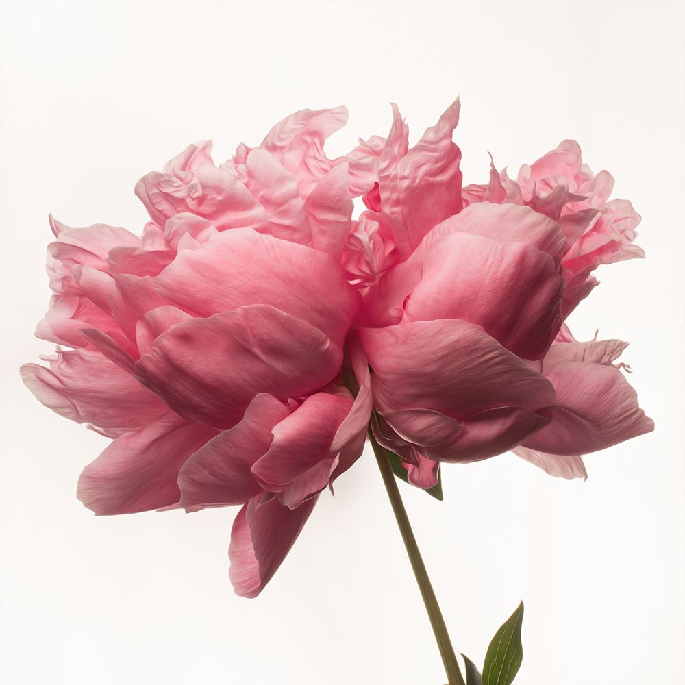 Portrait of a Peony art print by Leah Maclean for $57.95 CAD