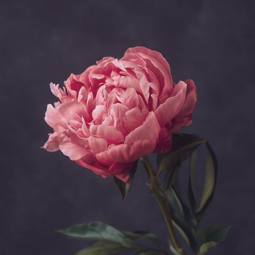 Perfectly Pink art print by Leah Maclean for $57.95 CAD