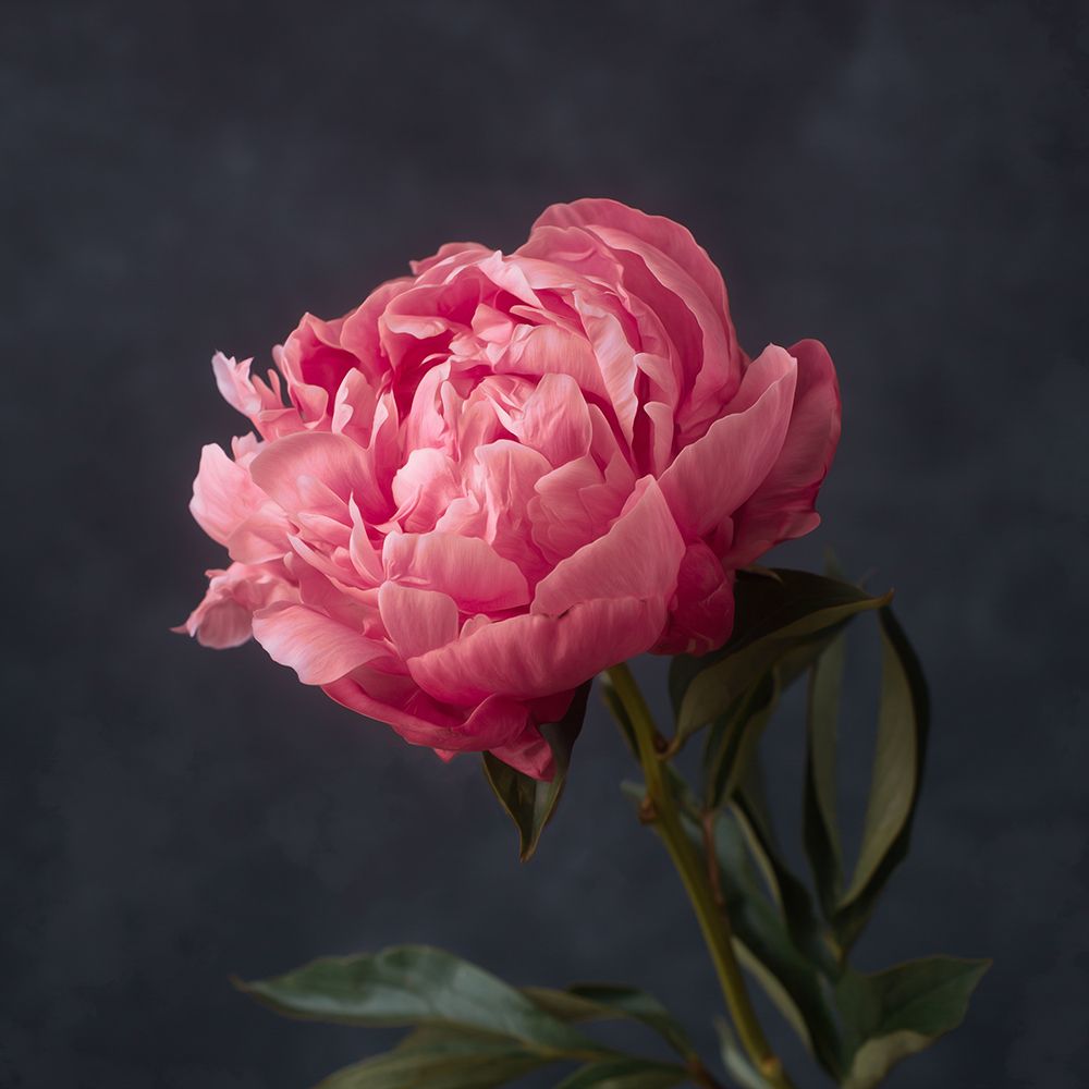 Perfectly Pink art print by Leah Maclean for $57.95 CAD
