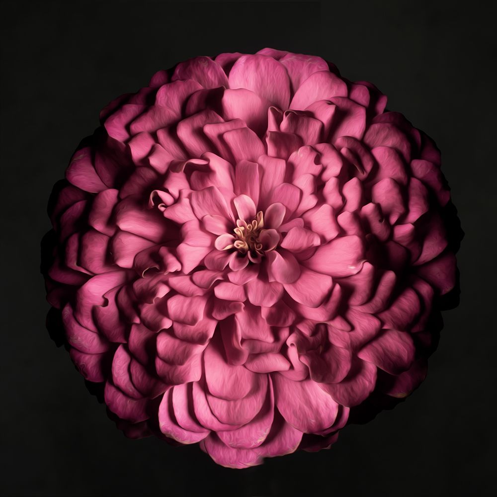 Portrait of a Zinnia I art print by Leah Maclean for $57.95 CAD
