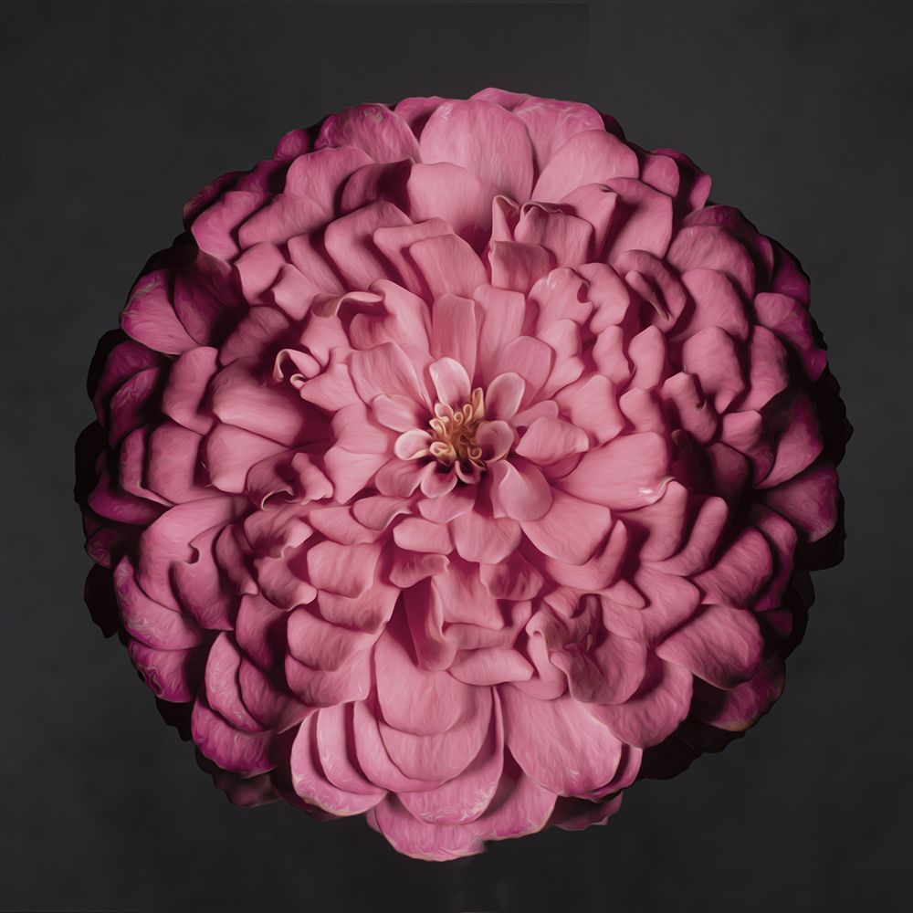 Portrait of a Zinnia II art print by Leah Maclean for $57.95 CAD