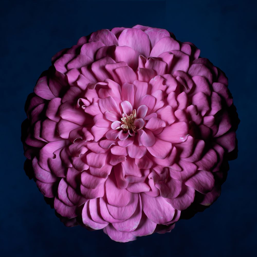 Portrait of a Zinnia III art print by Leah Maclean for $57.95 CAD
