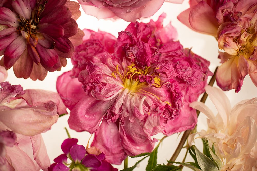 Peony on White art print by Leah Maclean for $57.95 CAD
