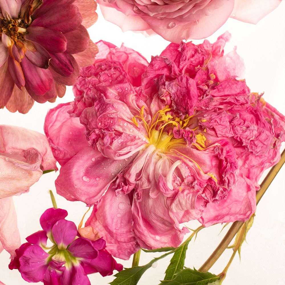 Peony Dream on White art print by Leah Maclean for $57.95 CAD