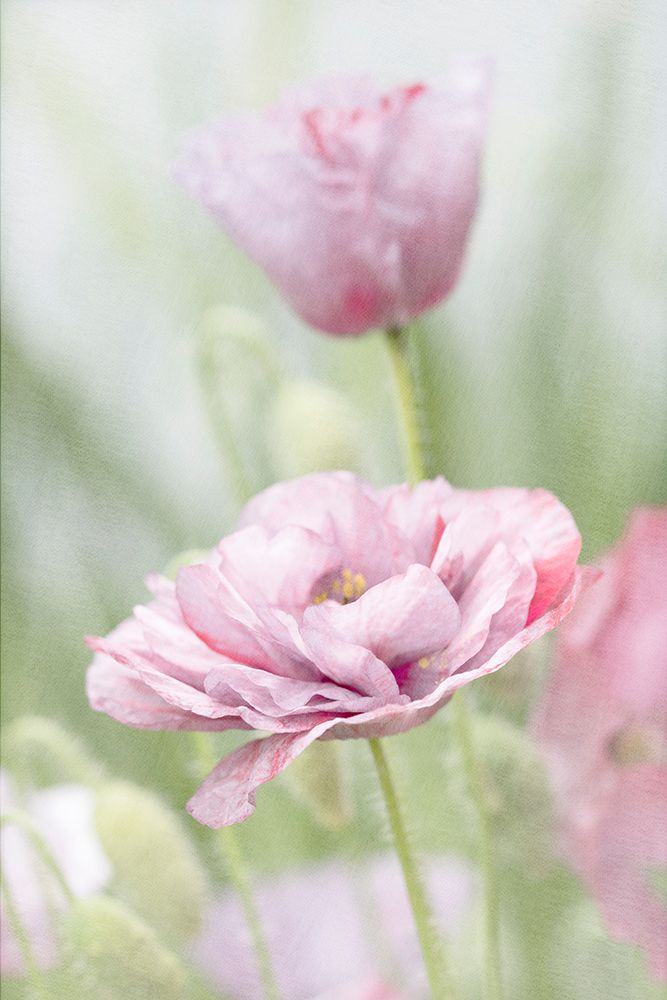 Two Poppies art print by Judy Stalus for $57.95 CAD