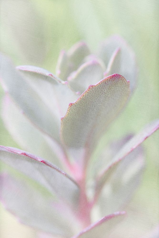 Succelent art print by Judy Stalus for $57.95 CAD