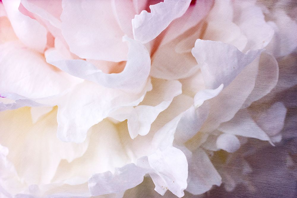 Peony Bliss art print by Judy Stalus for $57.95 CAD