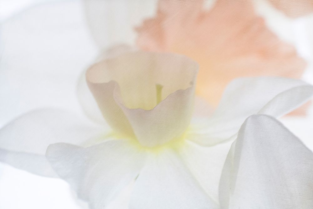 Daffodil Dream art print by Judy Stalus for $57.95 CAD