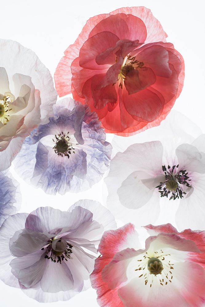 Dreaming Poppies art print by Judy Stalus for $57.95 CAD