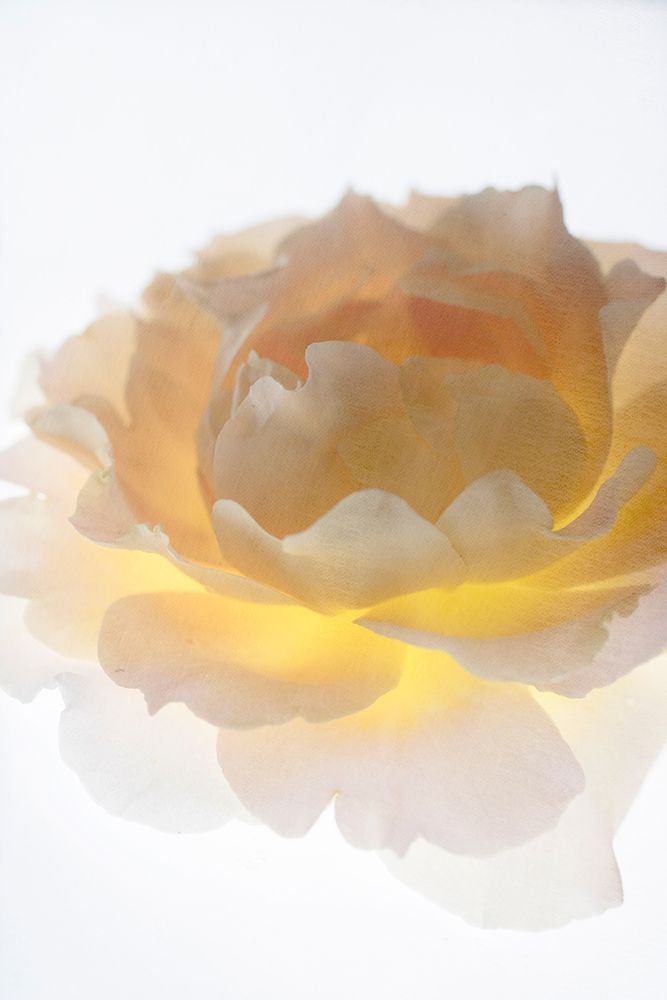 Luminance art print by Judy Stalus for $57.95 CAD