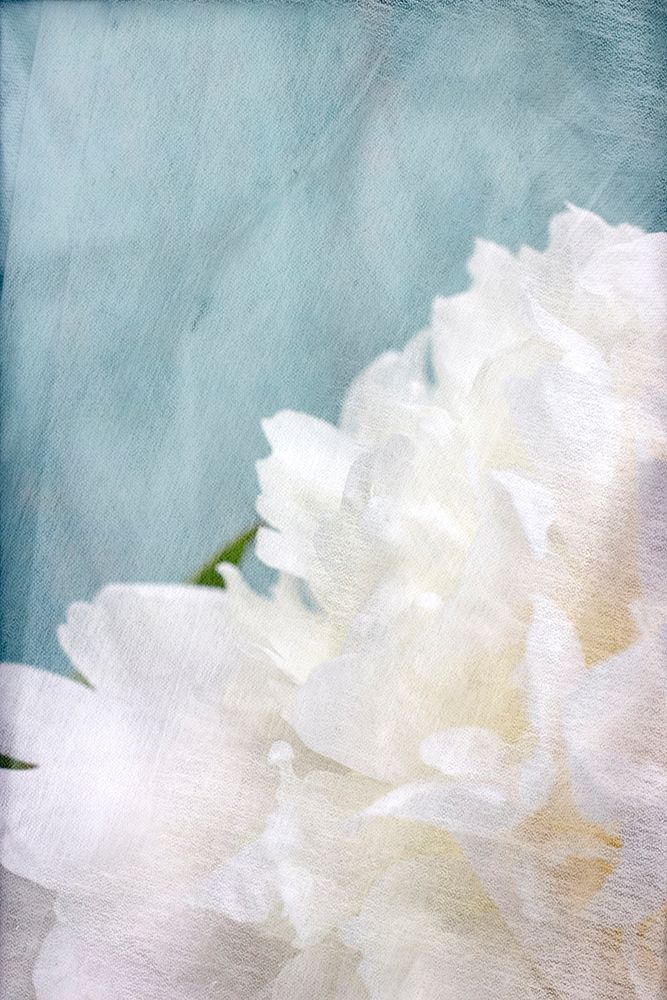 Peony Sky I art print by Judy Stalus for $57.95 CAD