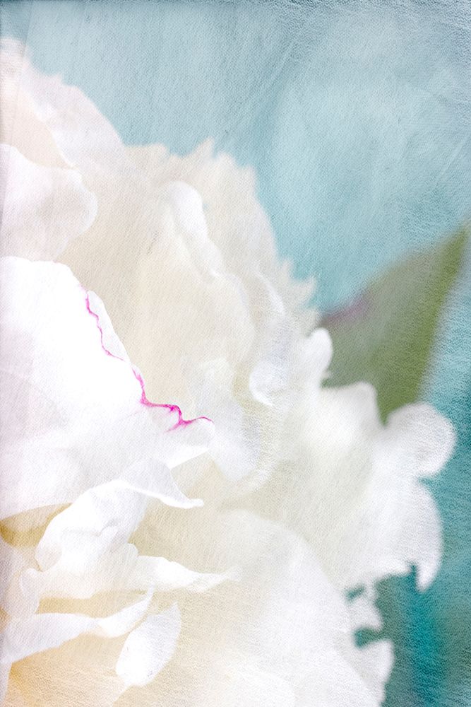 Peony Sky II art print by Judy Stalus for $57.95 CAD