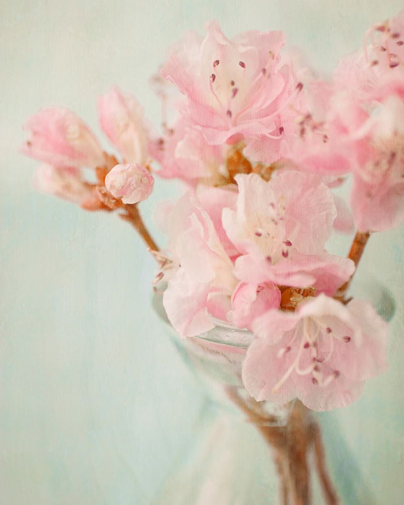 Azalea I art print by Judy Stalus for $57.95 CAD