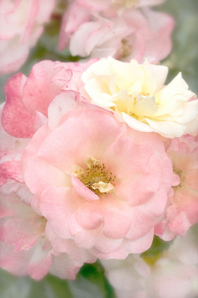 Pink Roses art print by Judy Stalus for $57.95 CAD