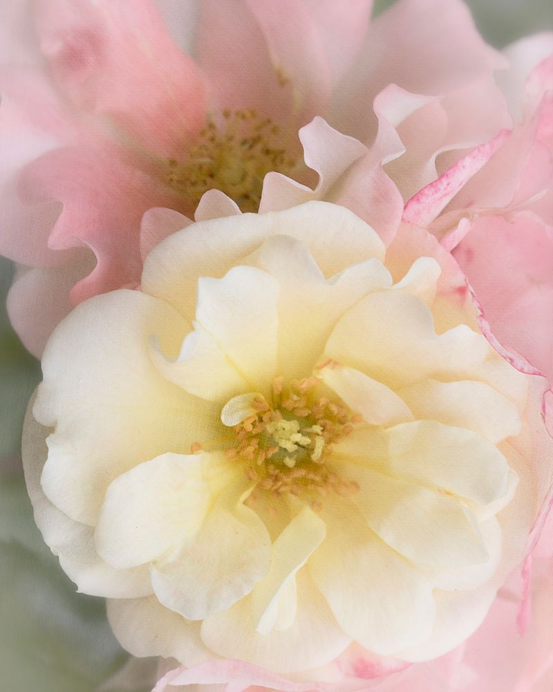 Yellow Rose art print by Judy Stalus for $57.95 CAD