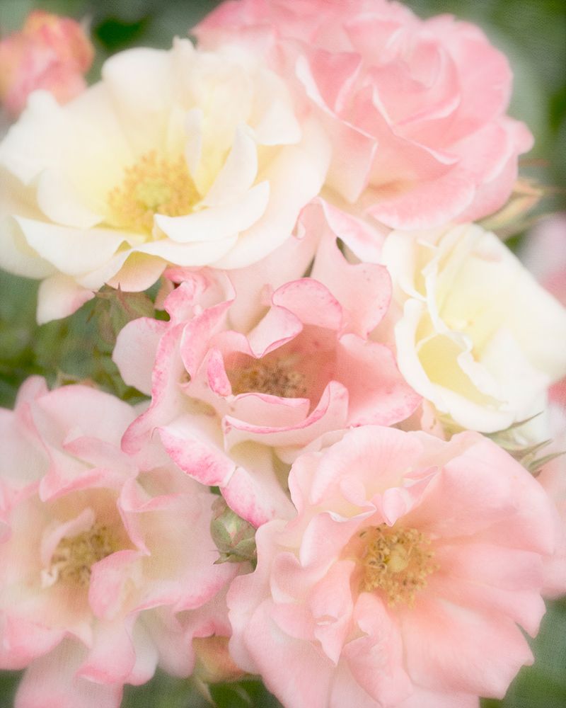 Roses art print by Judy Stalus for $57.95 CAD
