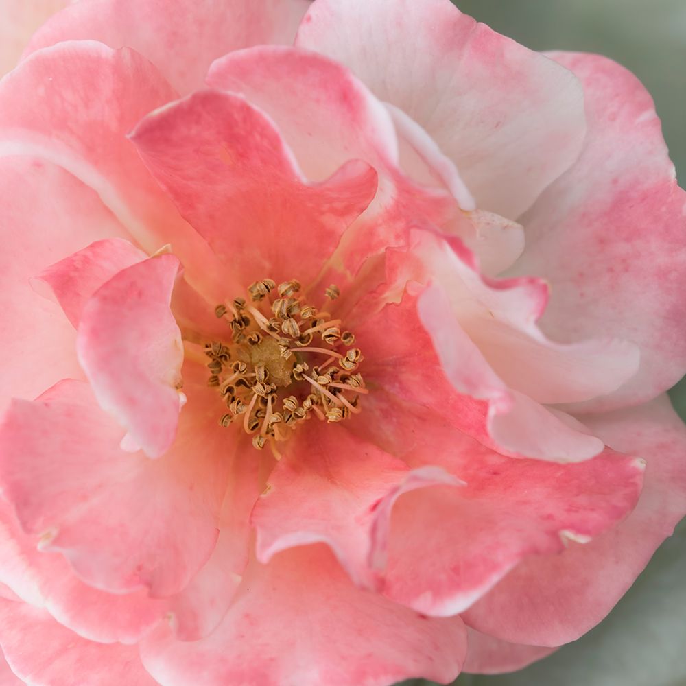 Coral Rose art print by Judy Stalus for $57.95 CAD