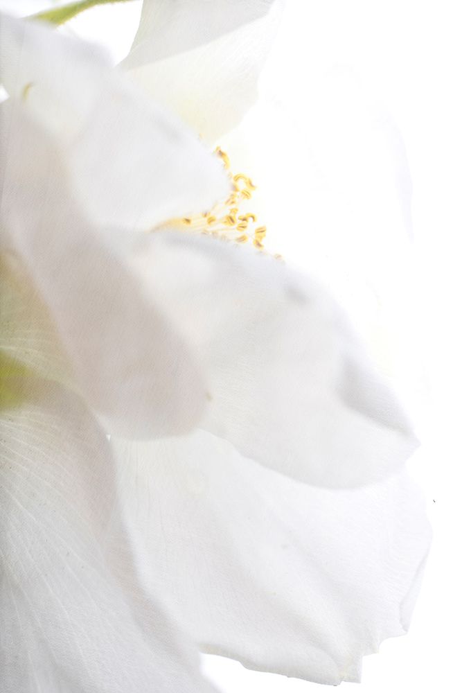 Petals art print by Judy Stalus for $57.95 CAD