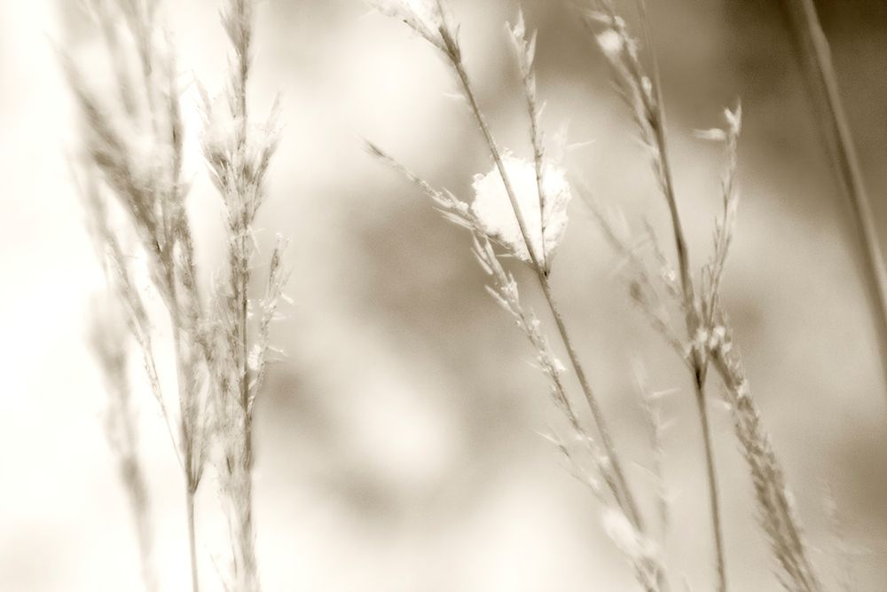 Grass at Dawn art print by Judy Stalus for $57.95 CAD