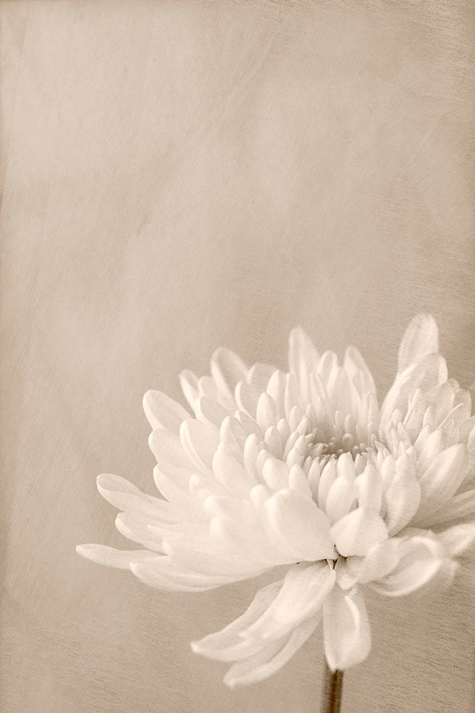 Crysanthemum art print by Judy Stalus for $57.95 CAD