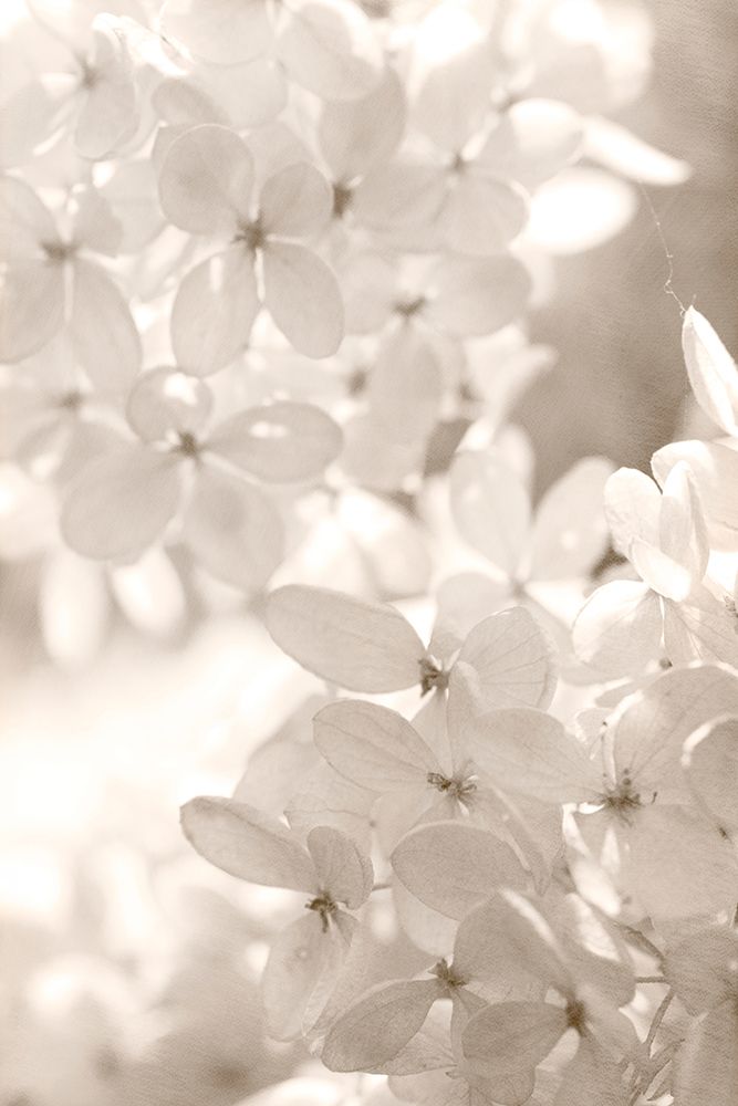 Sunlight art print by Judy Stalus for $57.95 CAD