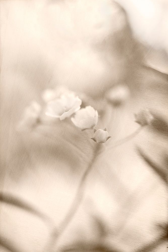 Summer I art print by Judy Stalus for $57.95 CAD