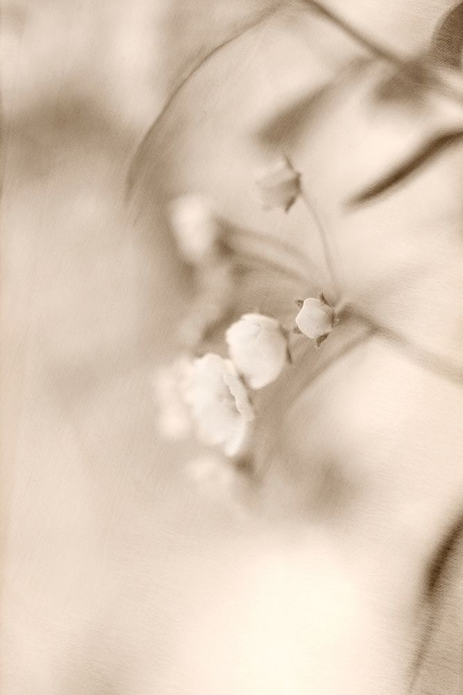 Softly art print by Judy Stalus for $57.95 CAD