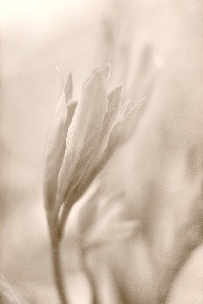 Reaching art print by Judy Stalus for $57.95 CAD