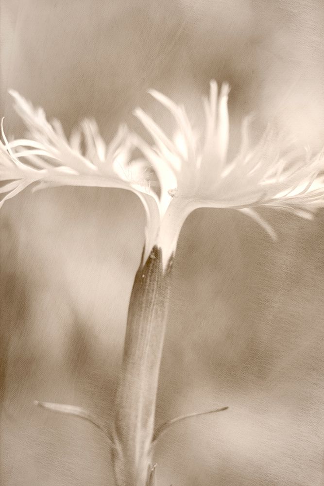 Dianthus art print by Judy Stalus for $57.95 CAD
