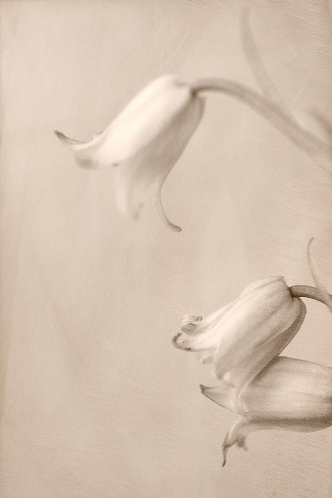 Bells art print by Judy Stalus for $57.95 CAD