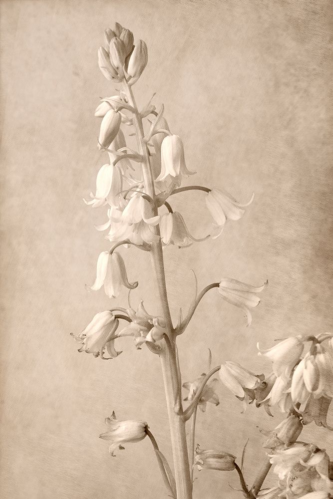 Spanish Bells art print by Judy Stalus for $57.95 CAD