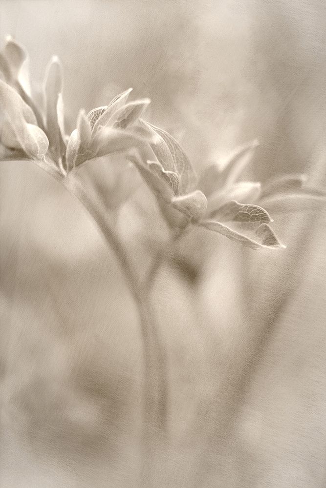 Summer II art print by Judy Stalus for $57.95 CAD