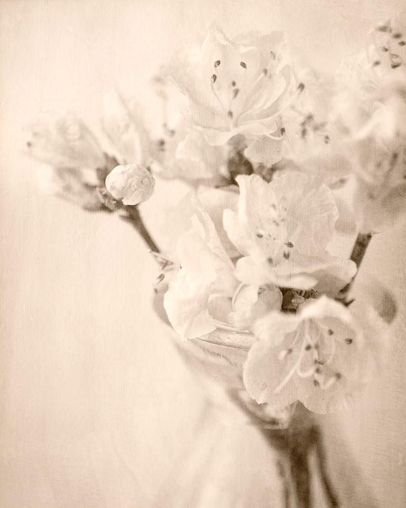 Azalea II art print by Judy Stalus for $57.95 CAD