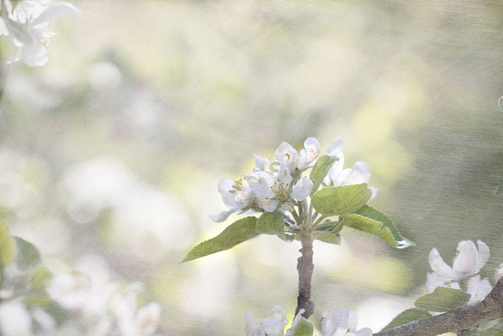 Apple Tree art print by Judy Stalus for $57.95 CAD