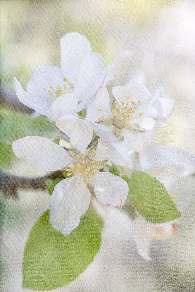 Blooms art print by Judy Stalus for $57.95 CAD