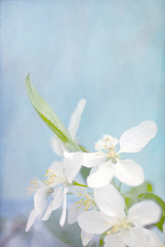 Blue Sky art print by Judy Stalus for $57.95 CAD