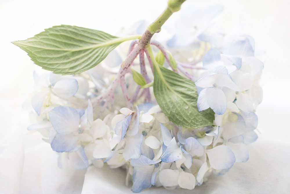 Blue Hydrangea art print by Judy Stalus for $57.95 CAD