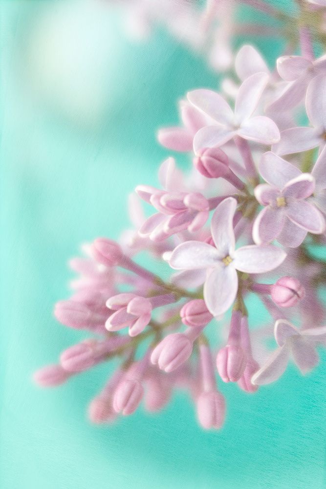 Lilac art print by Judy Stalus for $57.95 CAD