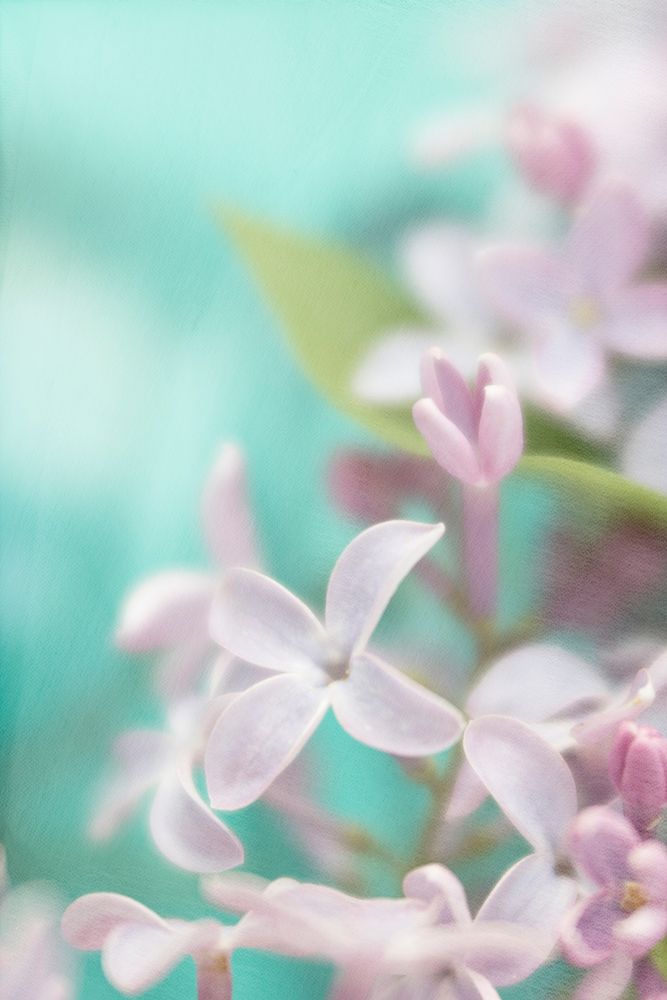 Lilac Flower art print by Judy Stalus for $57.95 CAD