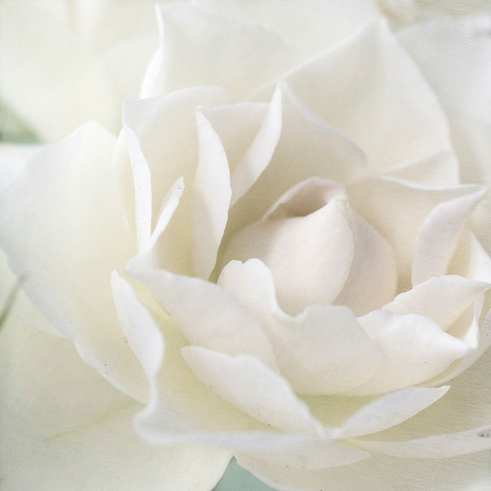 Rose art print by Judy Stalus for $57.95 CAD