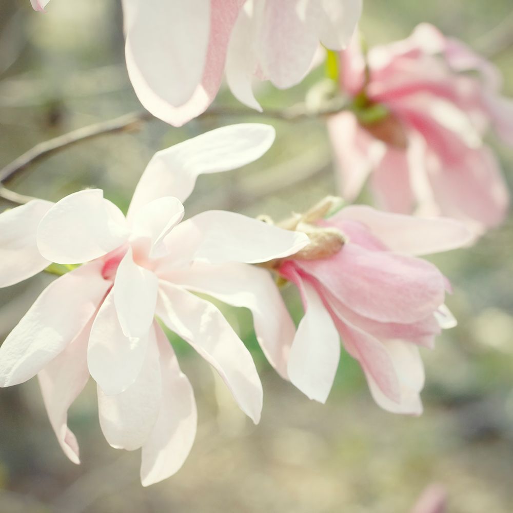 Magnolias art print by Judy Stalus for $57.95 CAD