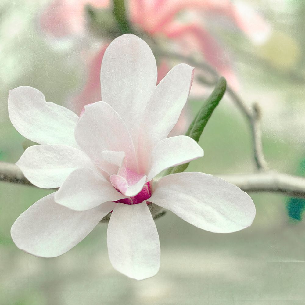 Magnolia Blossom art print by Judy Stalus for $57.95 CAD