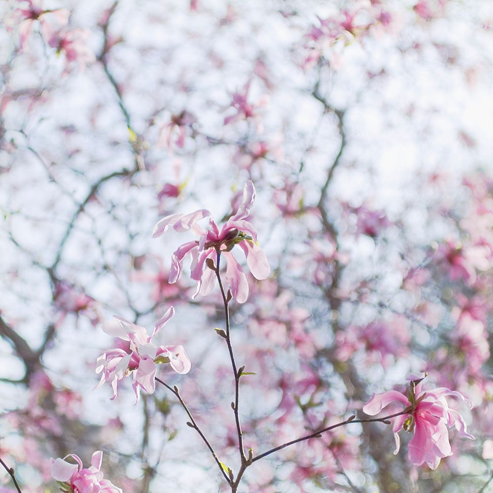 Magnolia Tree art print by Judy Stalus for $57.95 CAD
