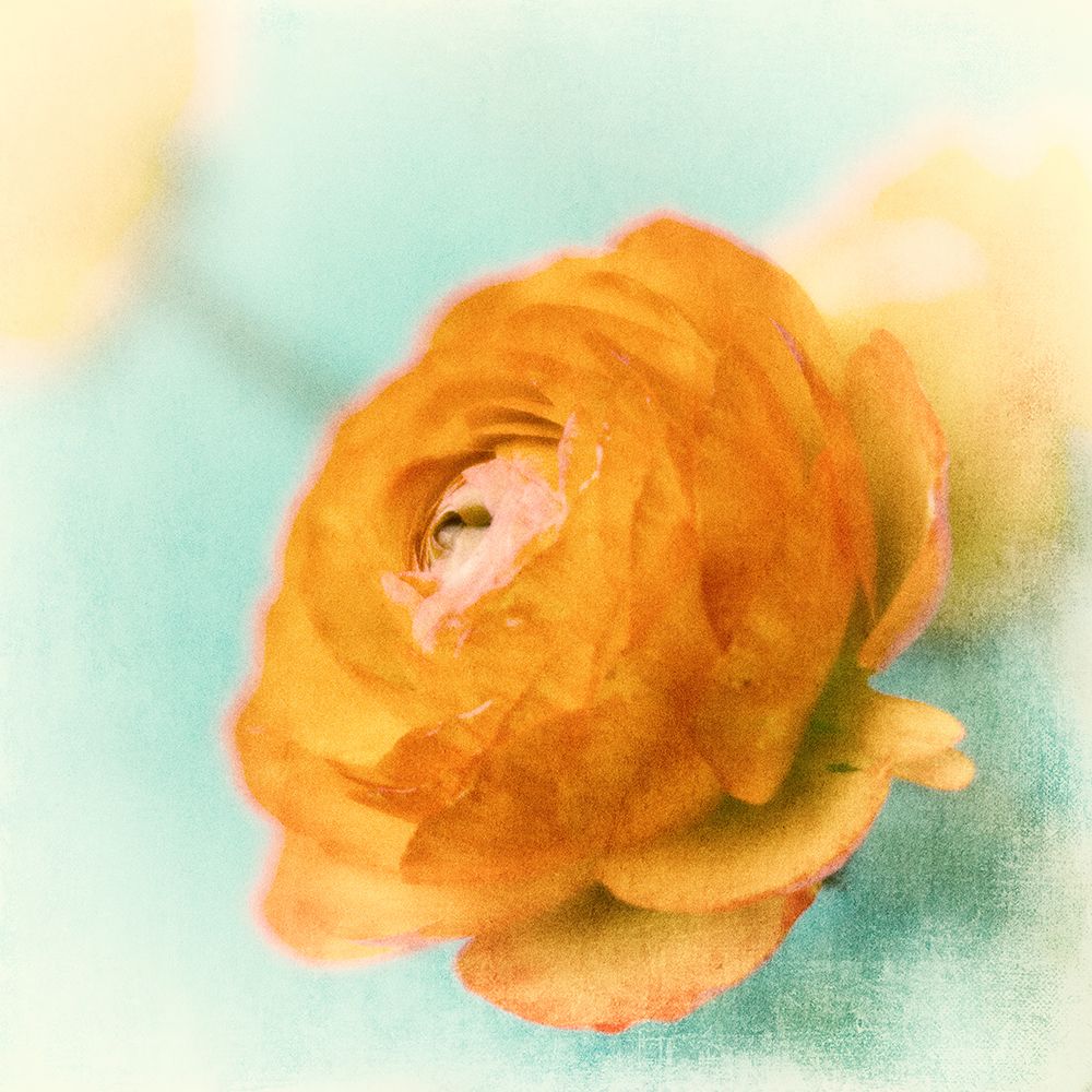 Orange art print by Judy Stalus for $57.95 CAD