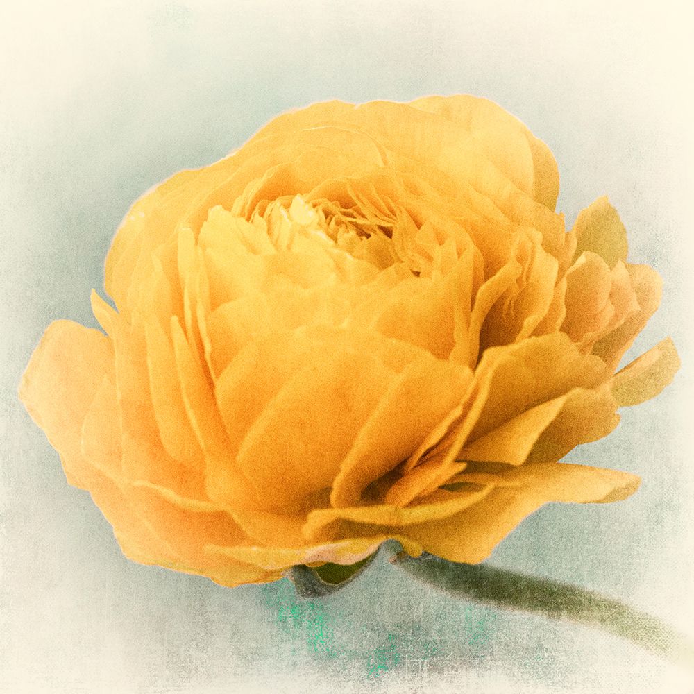 Golden art print by Judy Stalus for $57.95 CAD