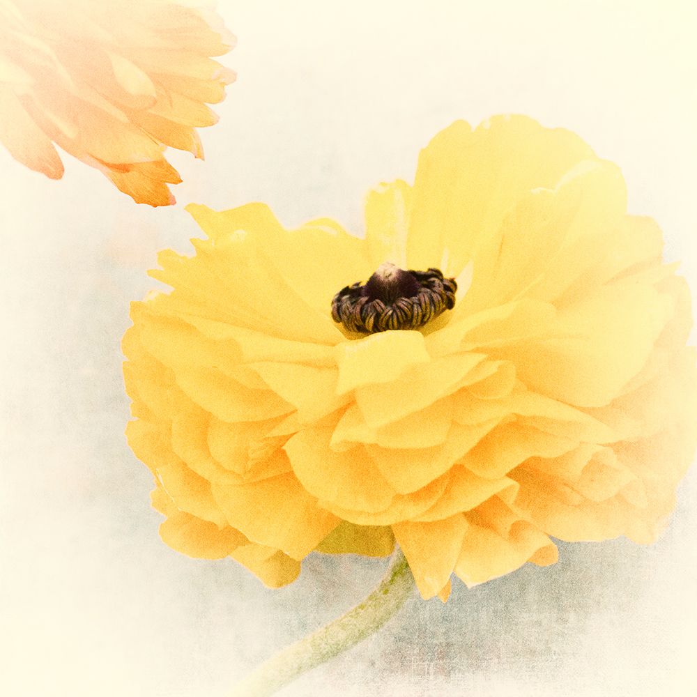 Frills art print by Judy Stalus for $57.95 CAD